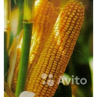 Семена кукурузы F1 от производителя